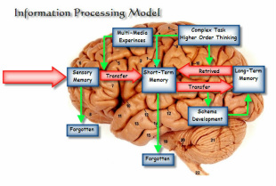 processing information model theory memory cognitive depth learning cognition term long process knowledge look works elaboration attention stages chapter short